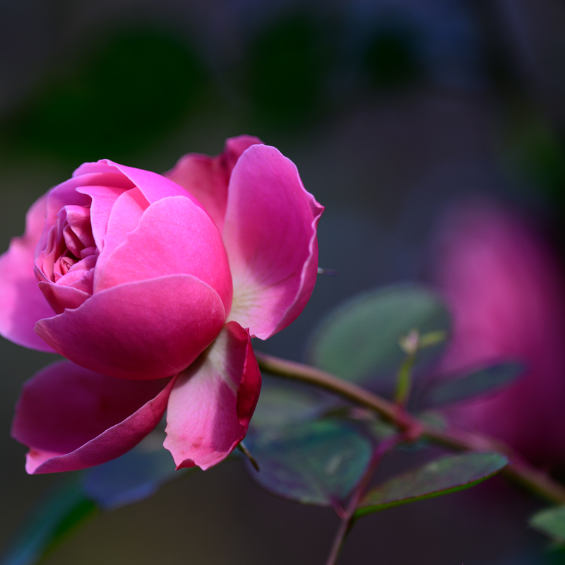 © 2023, Nikon Z8 | ISO 100 | 120mm | f/4,0 | 1/200 Sek