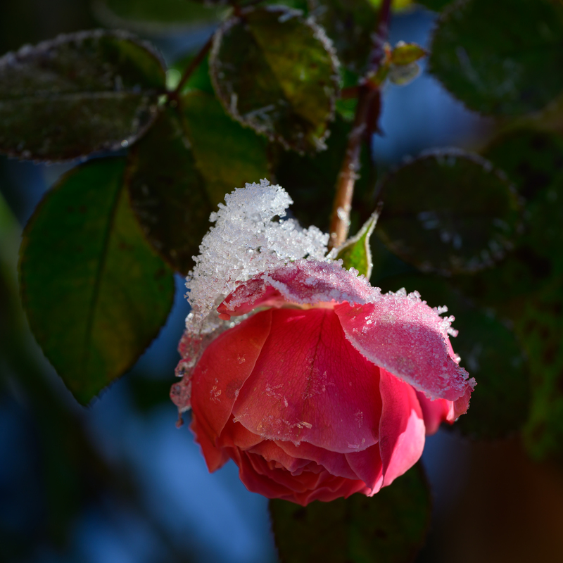 © 2023, Nikon Z8 | ISO 100 | 120mm | f/8,0 | 1/250 Sek