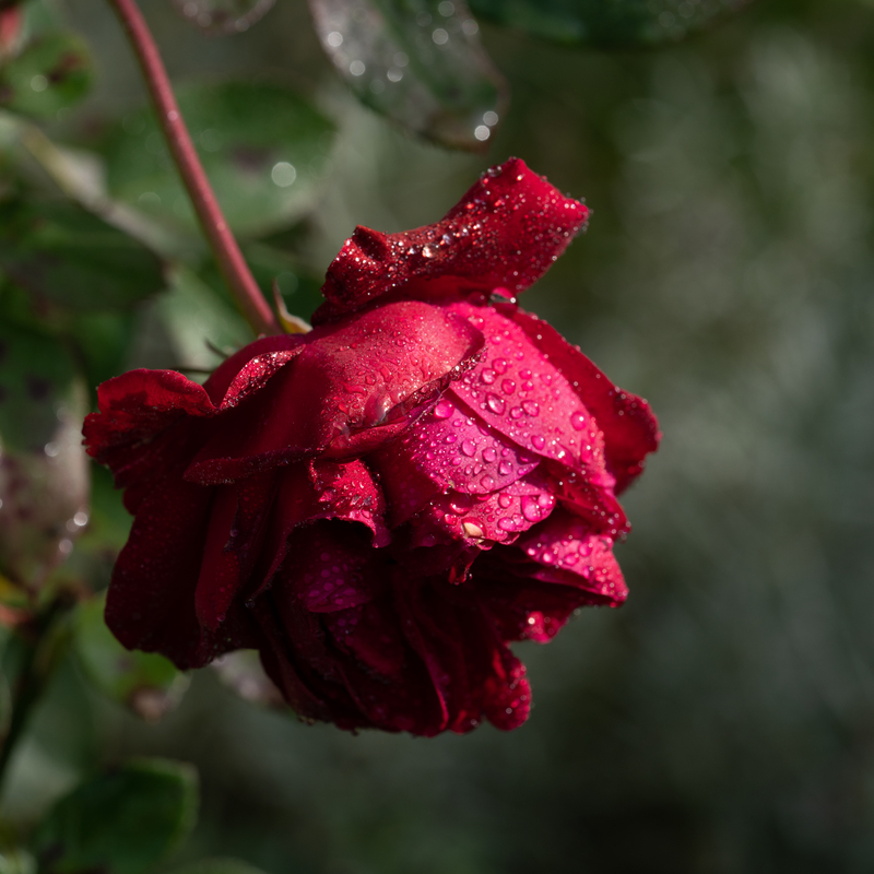 © 2021, Sony Alpha-7RM3A | ISO 250 | 90mm Macro | f/8,0 | 1/250 Sek
