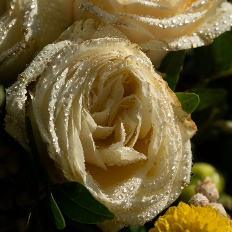 © 2021, Sony Alpha-7RM3A | ISO 100 | 90mm Macro | f/8,0 | 1/250 Sek