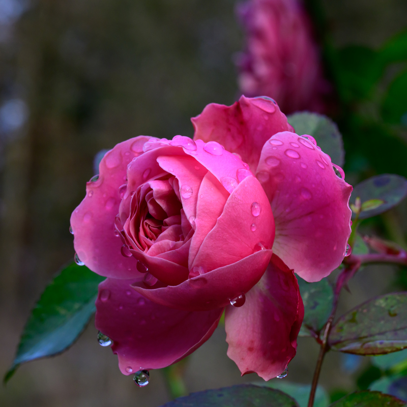 © 2023, Nikon Z8 | ISO 1000 | 120mm | f/22,0 | 1/60 Sek