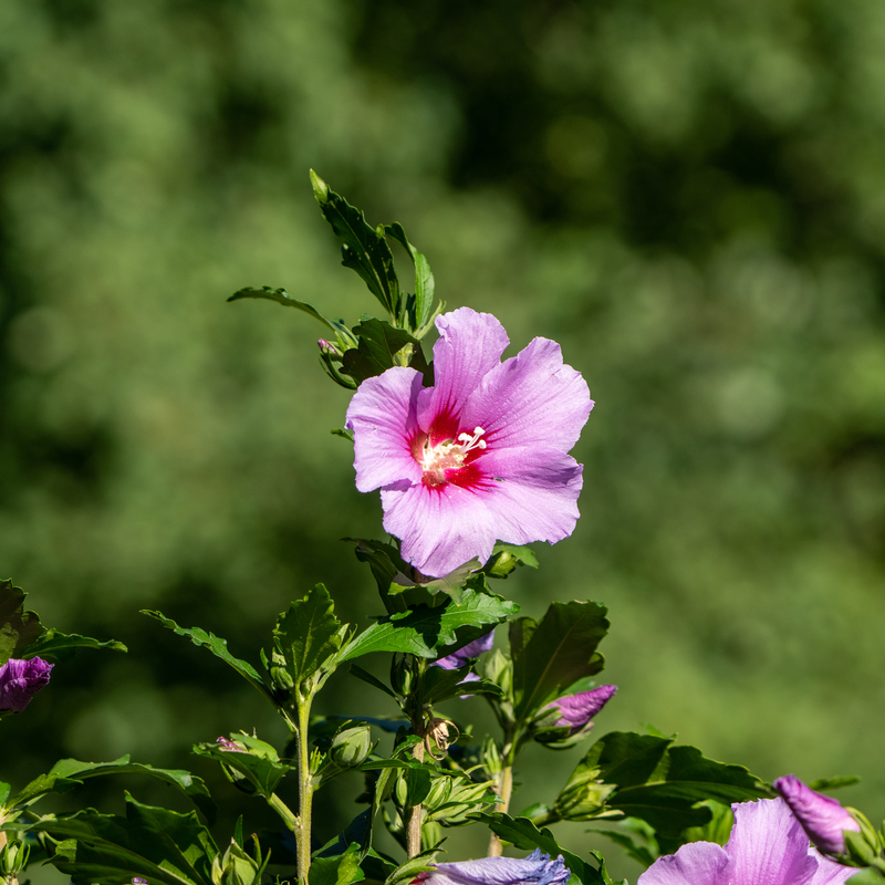 © 2022, Sony Alpha-1 | ISO 320 | 200mm | f/8,0 | 1/640 Sek