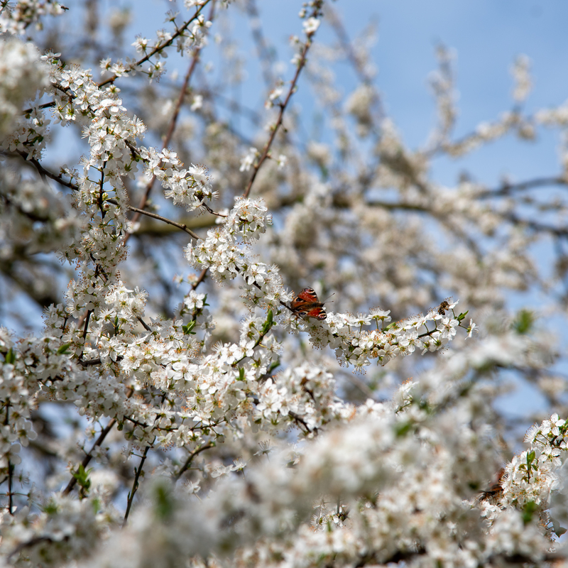 © 2016, Nikon D750 | ISO 100 | 120mm | f/6,3 | 1/640 Sek