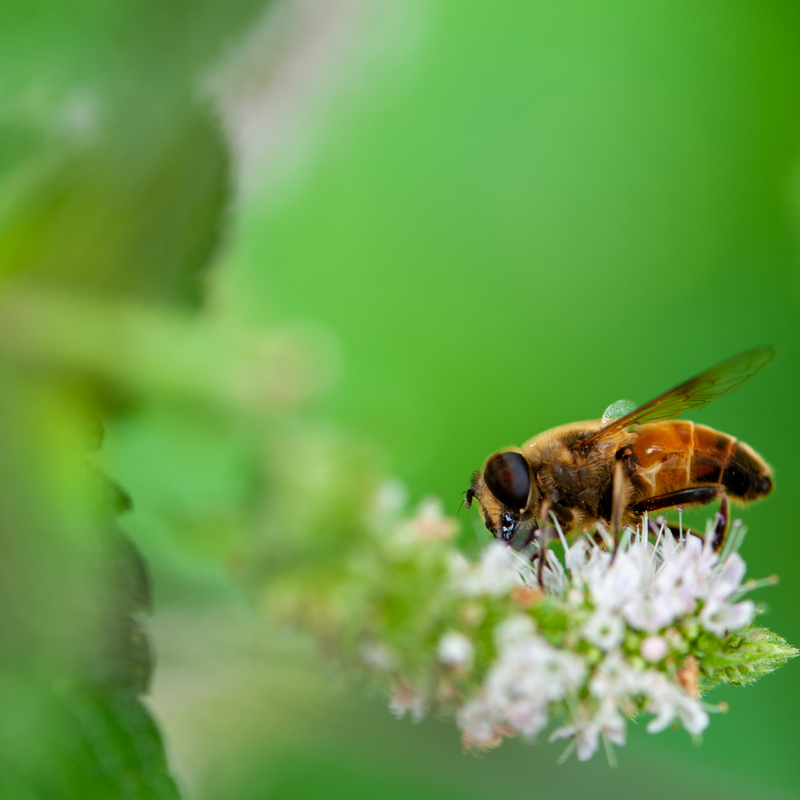 © 2008, Nikon D700 | ISO 200 | 105mm Makro | f/5,0 | 1/100 Sek