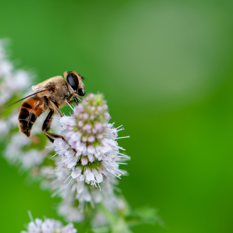 © 2008, Nikon D700 | ISO 200 | 105mm Makro | f/5,6 | 1/125 Sek