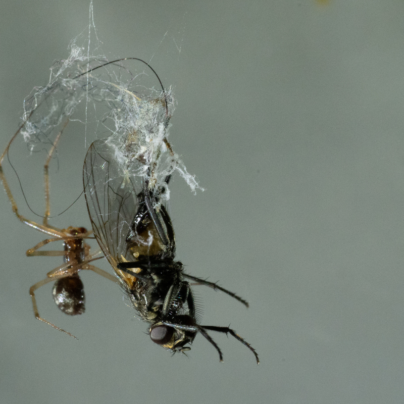 © 2021, Sony Alpha-7RM3A | ISO 5000 | 90mm Macro | f/16,0 | 1/250 Sek