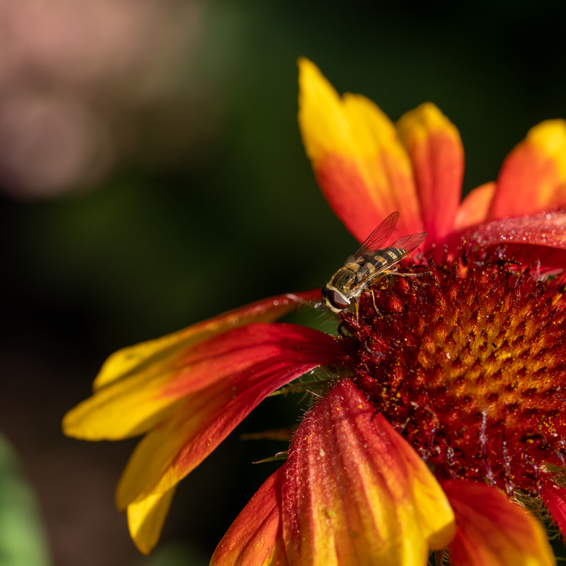 © 2021, Sony Alpha-7RM3A | ISO 640 | 90mm Macro | f/8,0 | 1/250 Sek