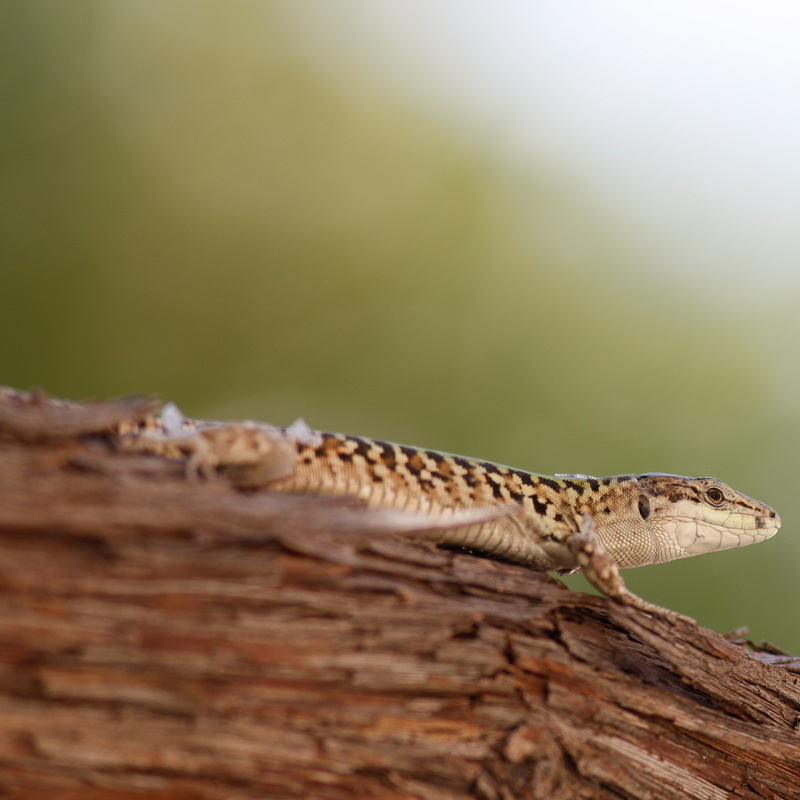 © 2010, Canon EOS-1Ds Mark III | ISO 100 | 300mm | f/4,5 | 1/320 Sek