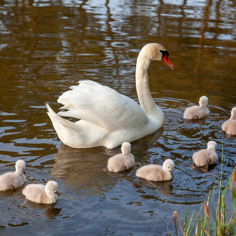 © 2009, Canon EOS-5D Mark II | ISO 400 | 82mm | f/5,0 | 1/125 Sek