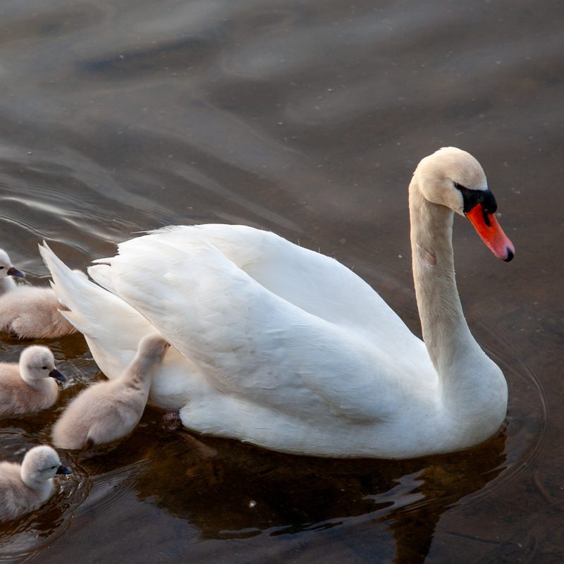 © 2009, Canon EOS-5D Mark II | ISO 400 | 82mm | f/4,5 | 1/100 Sek