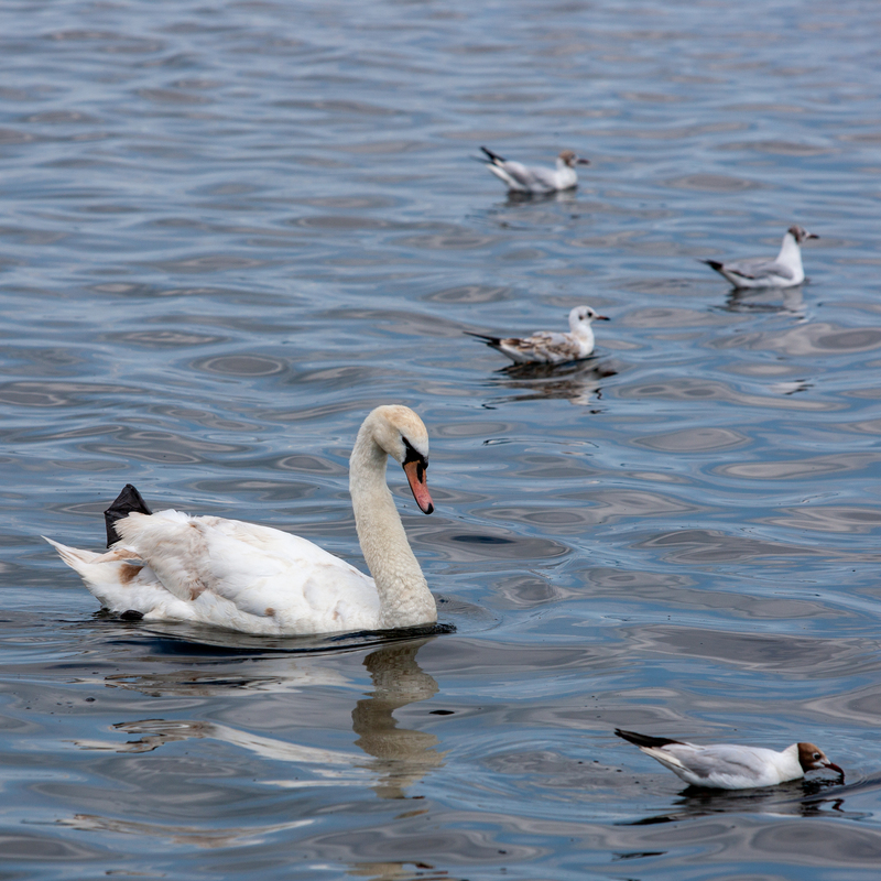 © 2009, Canon EOS-5D Mark II | ISO 100 | 200mm | f/6,3 | 1/1000 Sek