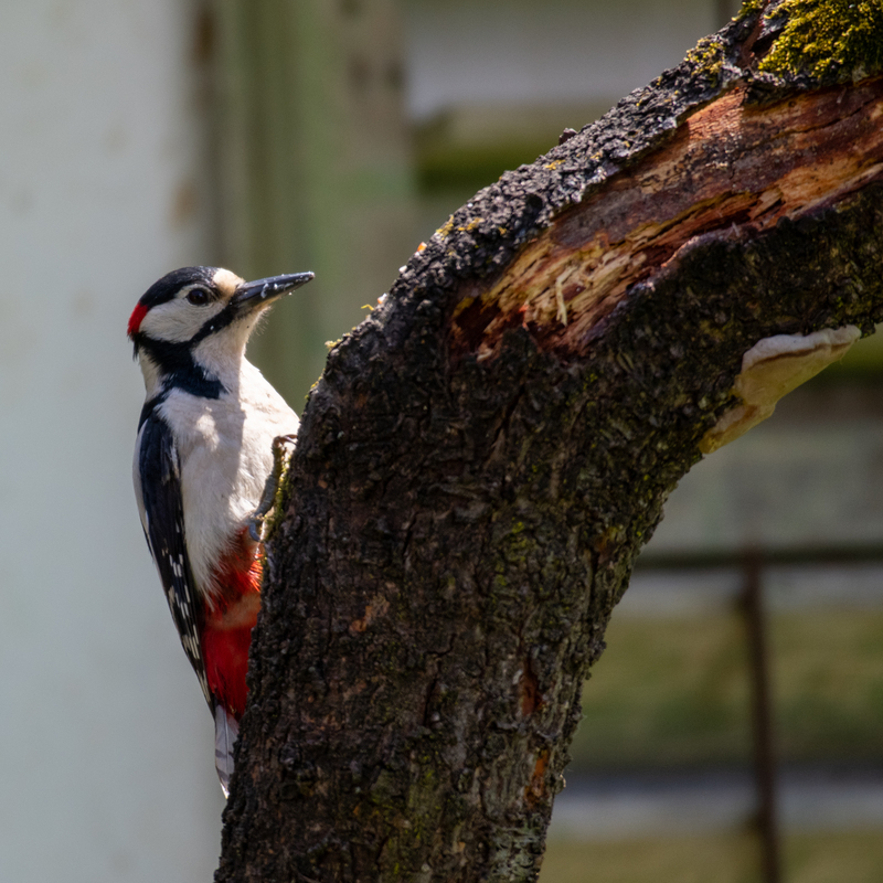 © 2020, Nikon D850 | ISO 450 | 500mm | f/5,6 | 1/1250 Sek