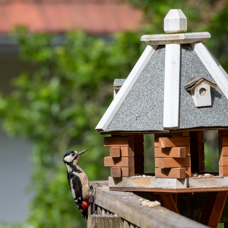 © 2020, Nikon D850 | ISO 400 | 270mm | f/5,6 | 1/1250 Sek