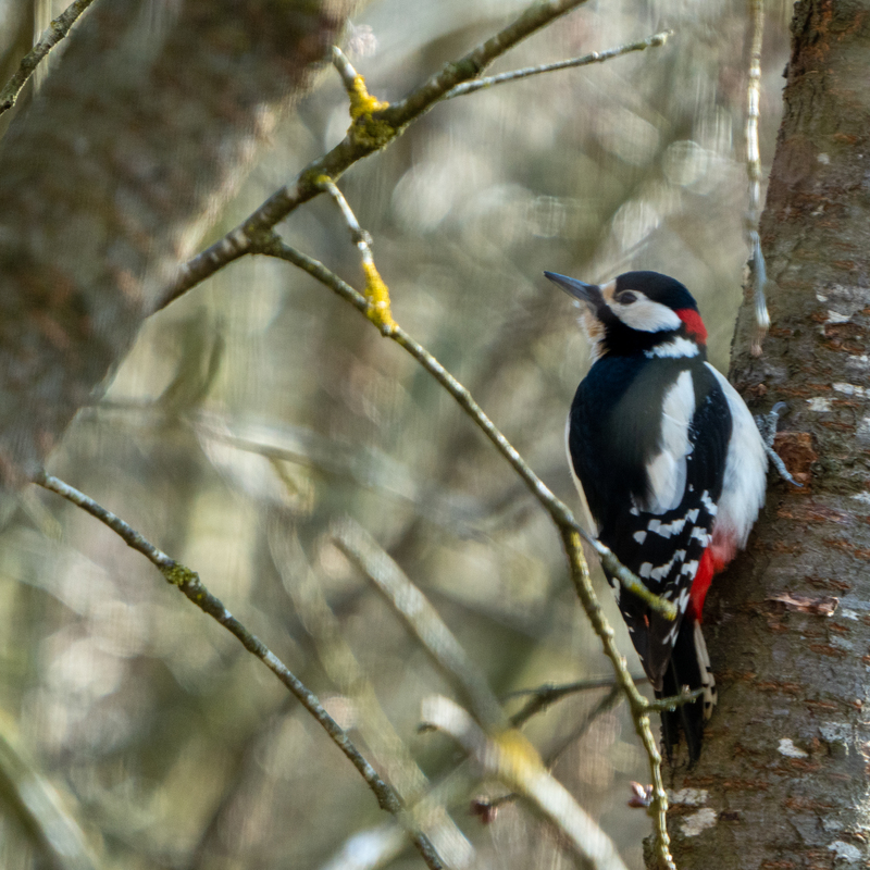 © 2020, Nikon D850 | ISO 1250 | 600mm | f/6,3 | 1/640 Sek
