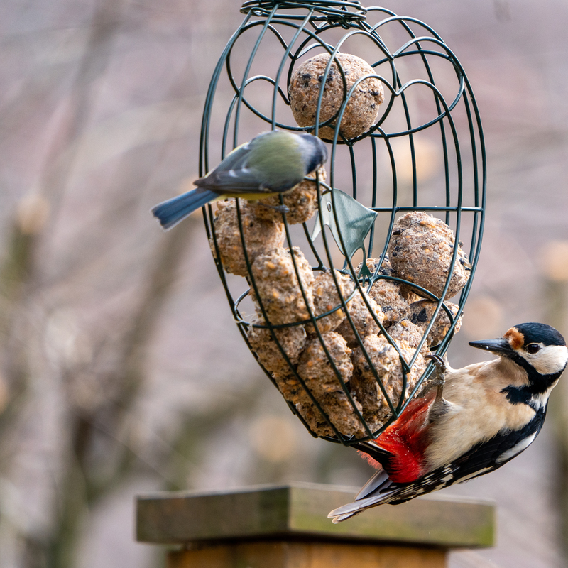 © 2020, Nikon D850 | ISO 1000 | 600mm | f/6,3 | 1/640 Sek