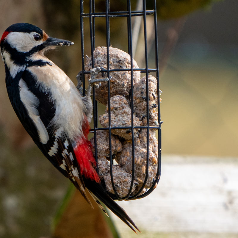 © 2020, Nikon D850 | ISO 800 | 600mm | f/6,3 | 1/640 Sek