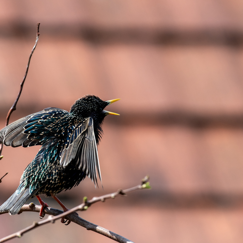 © 2019, Nikon D850 | ISO 640 | 480mm | f/8,0 | 1/1250 Sek