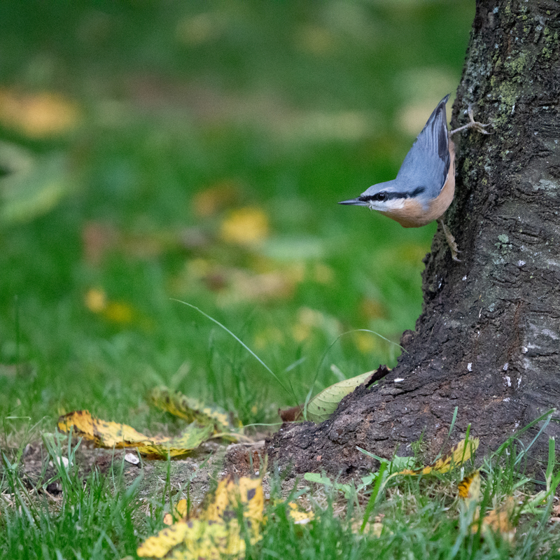 © 2021, Sony Alpha-7RM3A | ISO 12800 | 600mm | f/6,3 | 1/1250 Sek