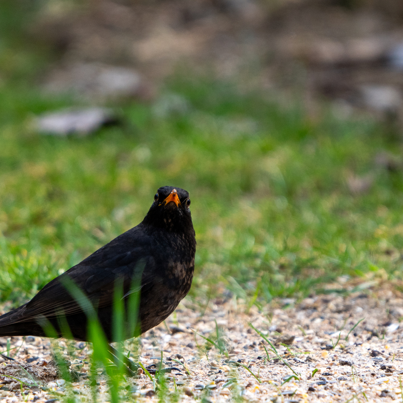 © 2022, Sony Alpha-7RM3A | ISO 1000 | 600mm | f/6,3 | 1/640 Sek