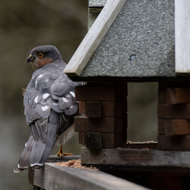© 2020, Nikon D850 | ISO 640 | 500mm | f/8,0 | 1/250 Sek