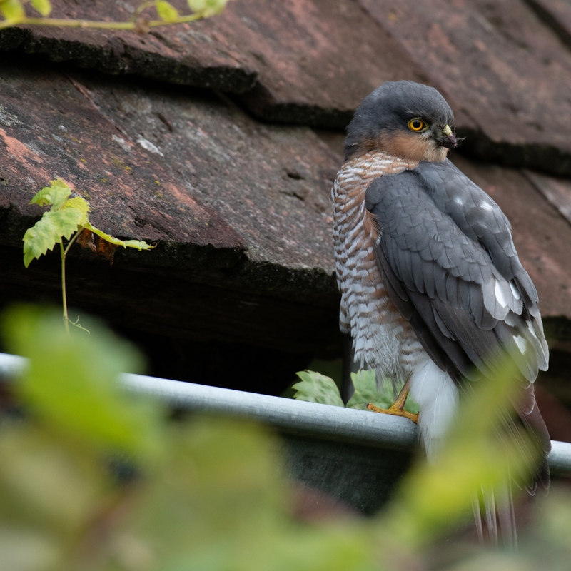© 2020, Nikon D850 | ISO 640 | 500mm | f/7,1 | 1/200 Sek