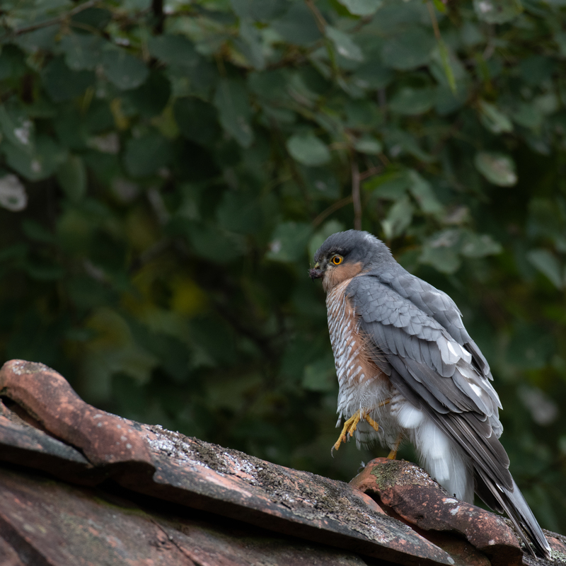 © 2020, Nikon D850 | ISO 640 | 500mm | f/7,1 | 1/200 Sek