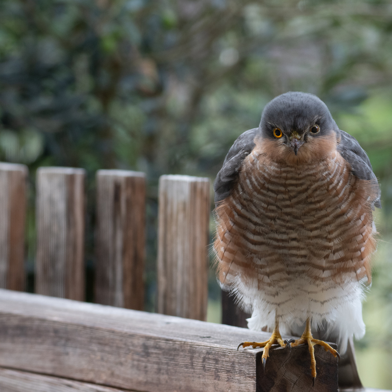 © 2020, Nikon D850 | ISO 640 | 200mm | f/5,6 | 1/80 Sek