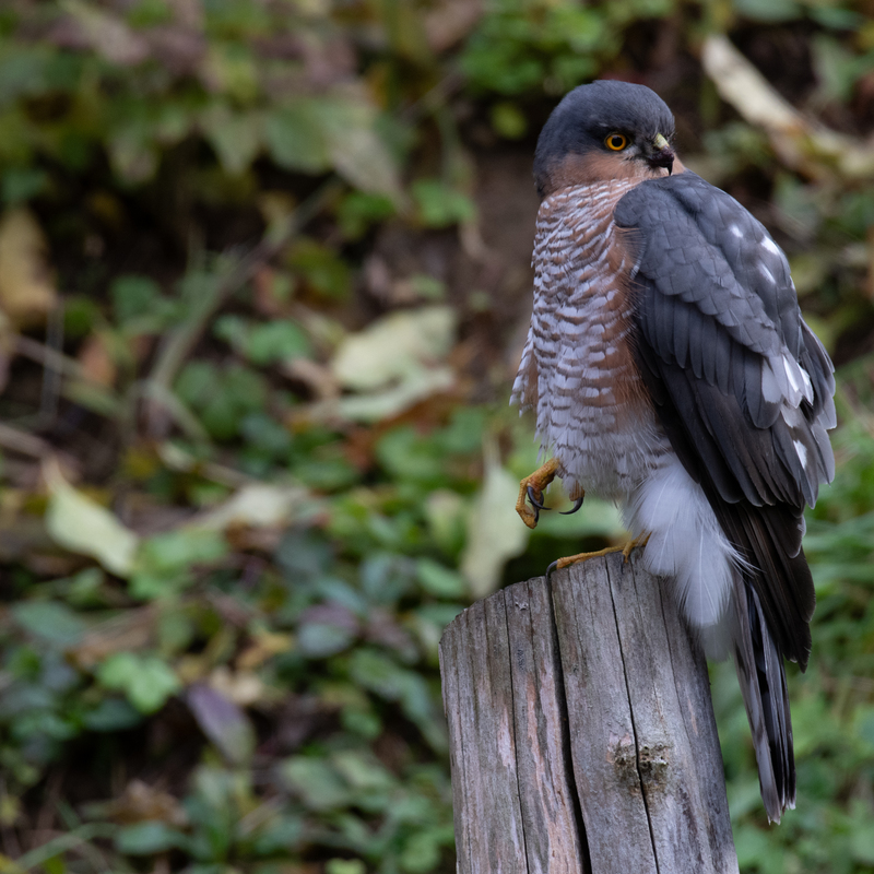 © 2020, Nikon D850 | ISO 640 | 500mm | f/8,0 | 1/250 Sek