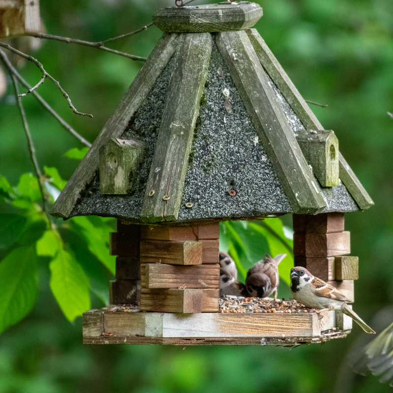 © 2019, Nikon D850 | ISO 4500 | 500mm | f/5,6 | 1/150 Sek