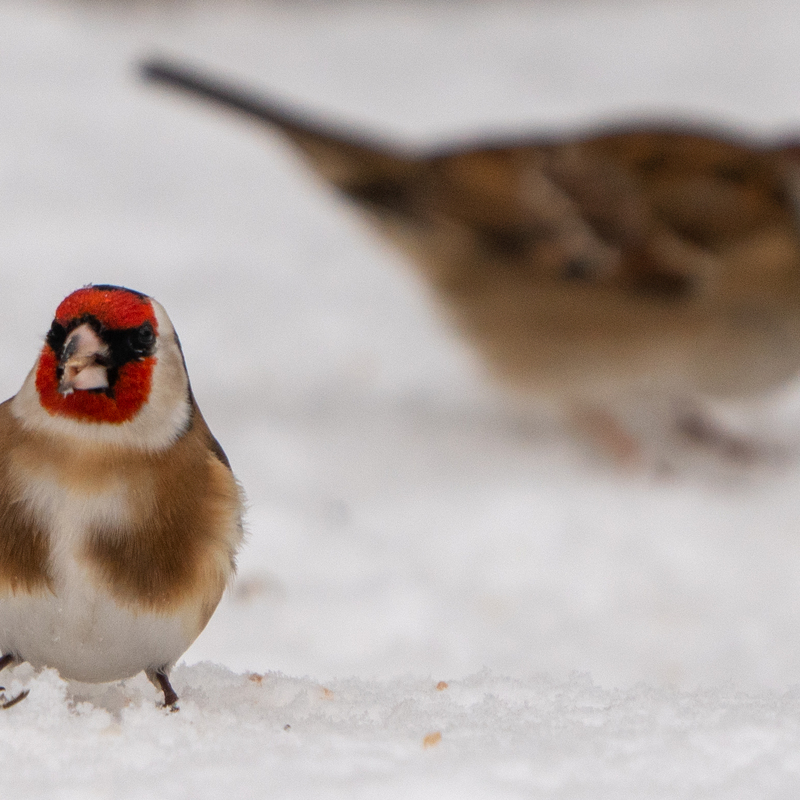 © 2021, Sony Alpha-7RM3A | ISO 640 | 600mm | f/6,3 | 1/500 Sek