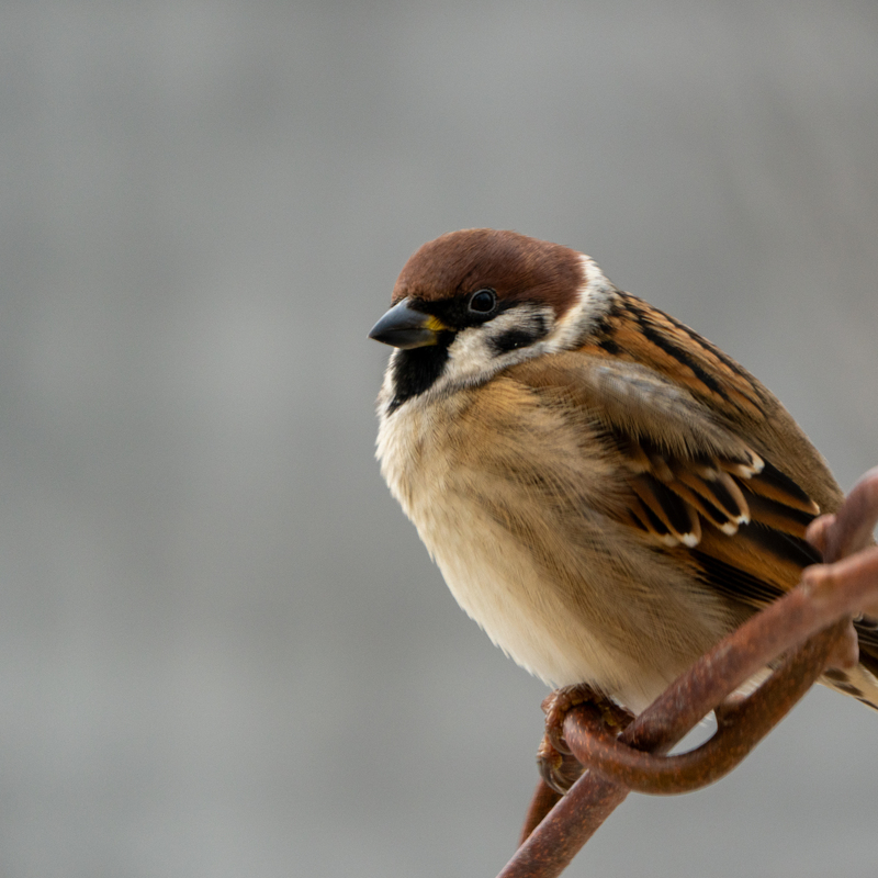 © 2021, Sony Alpha-7RM3A | ISO 640 | 600mm | f/6,3 | 1/640 Sek