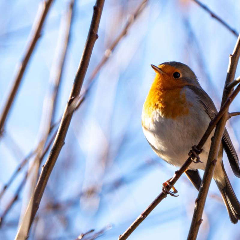 © 2021, Sony Alpha-7RM3A | ISO 250 | 600mm | f/6,3 | 1/400 Sek