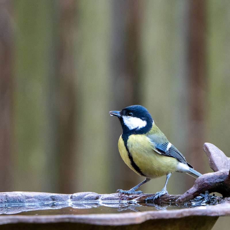 © 2022, Sony Alpha-7RM3A | ISO 2500 | 600mm | f/6,3 | 1/640 Sek