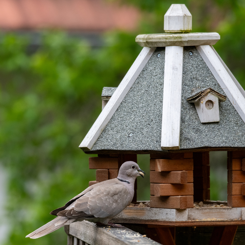 © 2020, Nikon D850 | ISO 1600 | 310mm | f/5,6 | 1/640 Sek