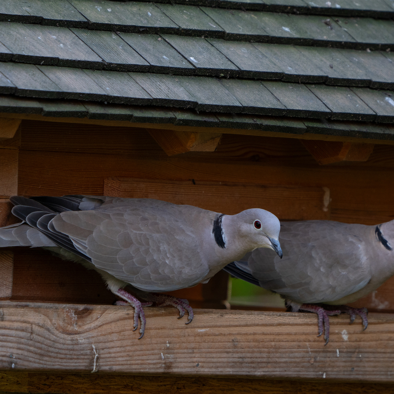 © 2021, Sony Alpha-7RM3A | ISO 800 | 600mm | f/6,3 | 1/250 Sek