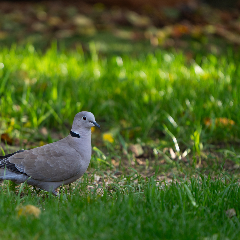 © 2021, Sony Alpha-7RM3A | ISO 400 | 600mm | f/6,3 | 1/250 Sek