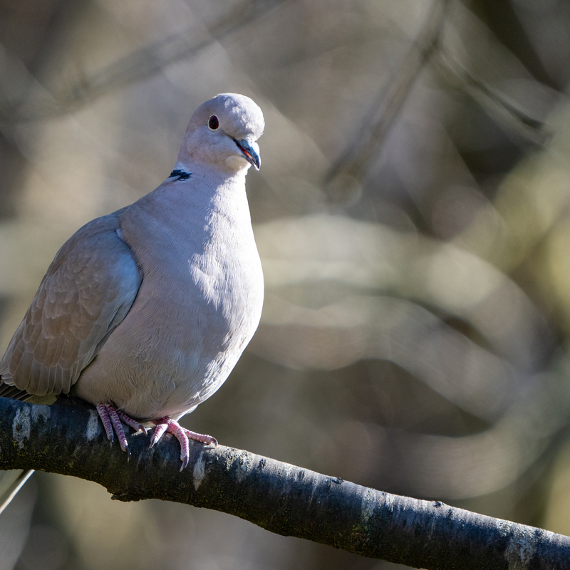 © 2022, Sony Alpha-7RM3A | ISO 1000 | 600mm | f/6,3 | 1/640 Sek