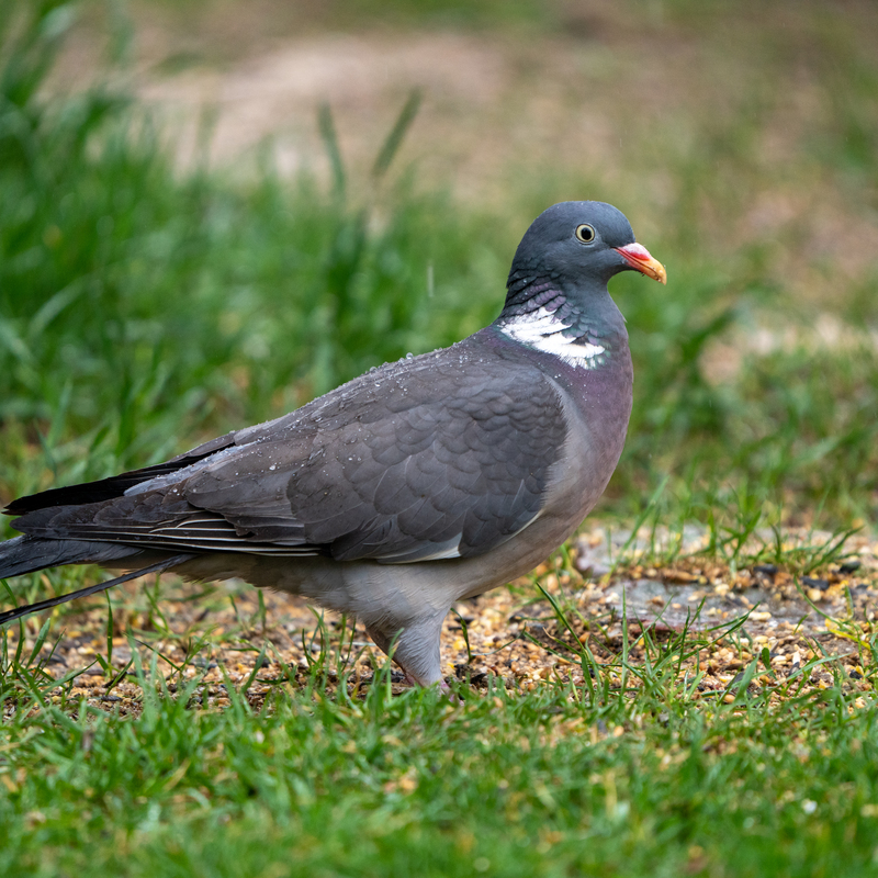 © 2022, Sony Alpha-7RM3A | ISO 2000 | 600mm | f/6,3 | 1/640 Sek